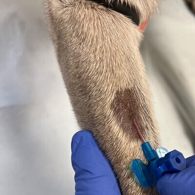 Blut fließt in einen Katheter der in ein Bein eines Tieres eingeführt wird