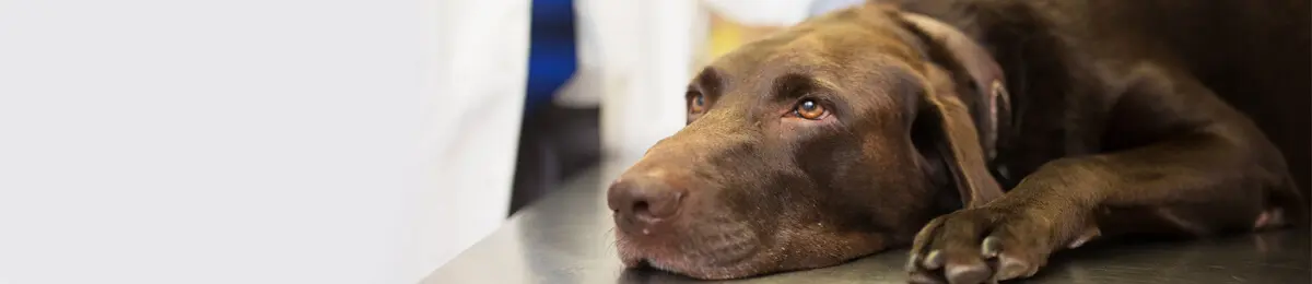 brauner Hund liegt auf Tisch