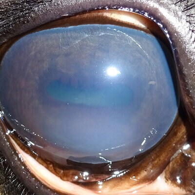 milchiges Auge eines Pferdes