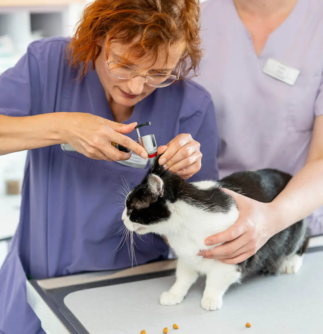 Tierärztin untersucht ein Katzenohr - WDT