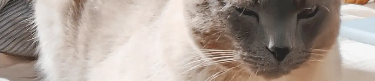 Katze mit zugekniffenen Augen