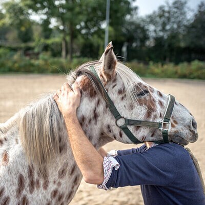 Person hält den Kopf und Nacken eines Pferdes