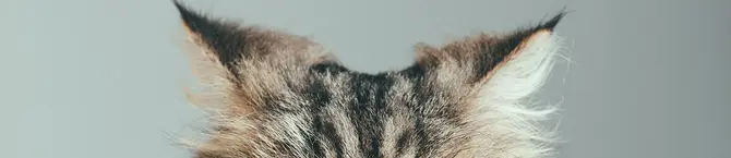 Katzenohren
