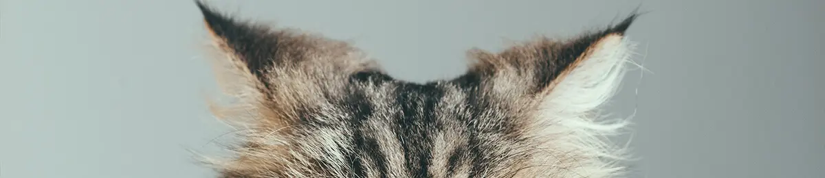 Katzenohren