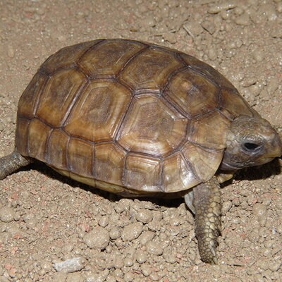 Spekes-Gelenkschildkröte sitzt auf der Erde