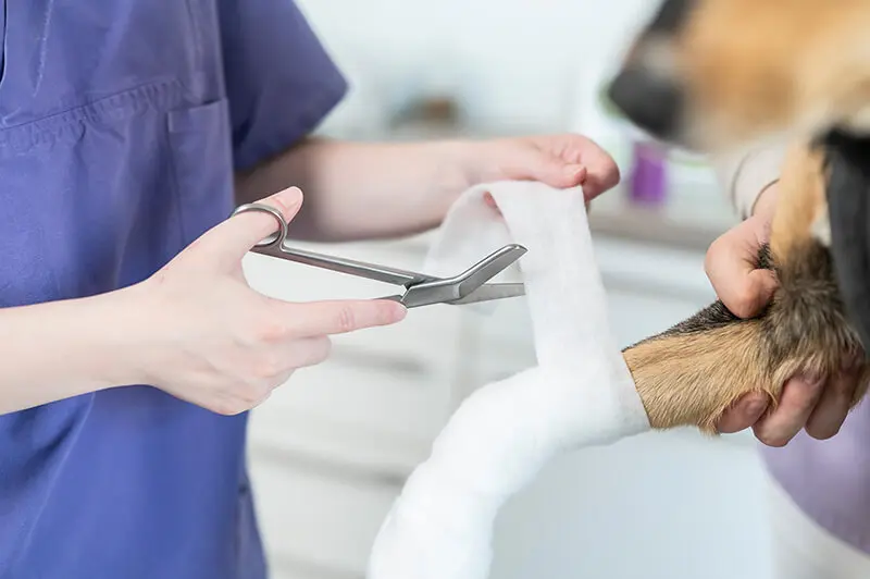 Tierarzt nutzt Verbandsmaterial