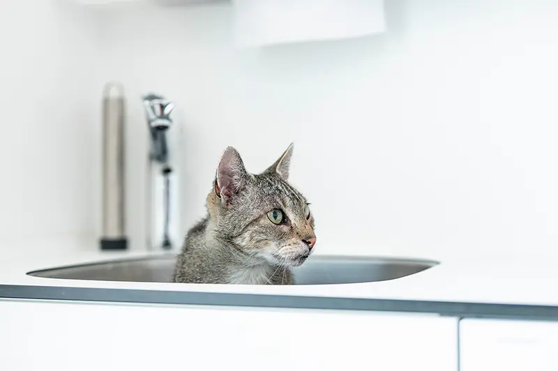 Katze guckt interessiert
