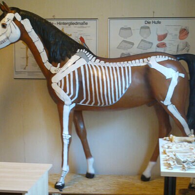 Knochen Anatomie eines Pferdes