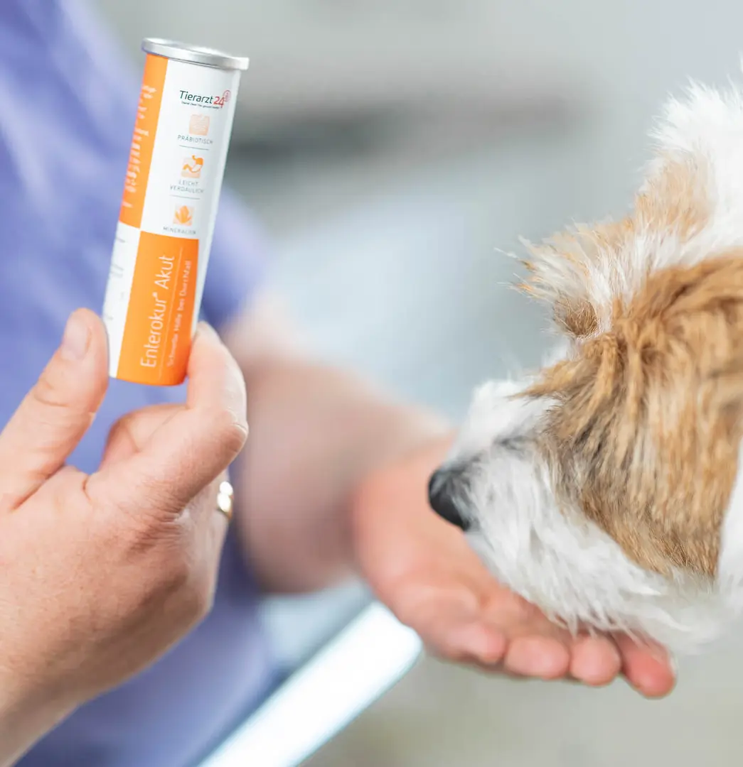 Hund wird aus der Hand gefüttert
