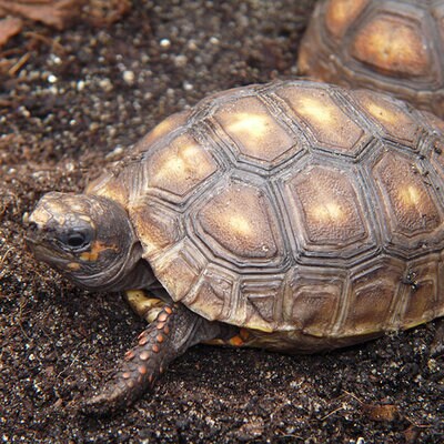 Köhlerschildkröte sitzt auf der Erde