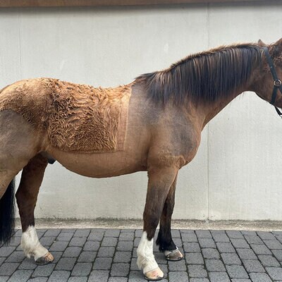 braunes Pferd mit struppigem Fell von der Seite