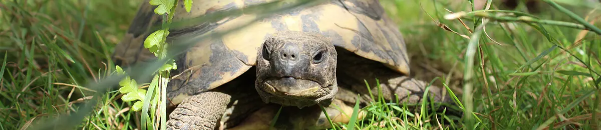 Schildkröte im Grass