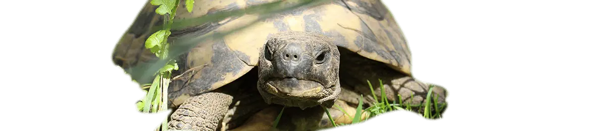 Schildkröte im Grass