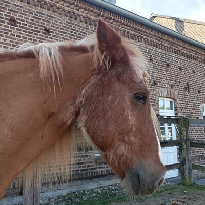 Kopf eines braunes Pferdes von der Seite