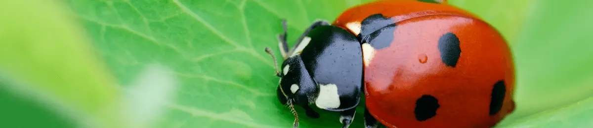Marienkäfer auf Blatt
