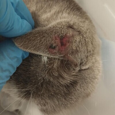 Ausschlag hinter dem Ohr einer Katze