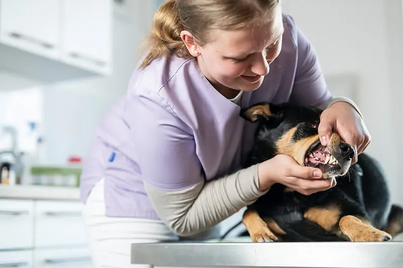 TFA untersucht Zähne eines Hundes