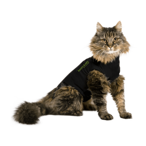 Katze mit Body