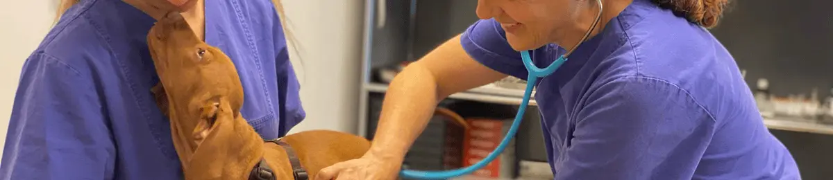 Zwei Personen untersuchen Hund