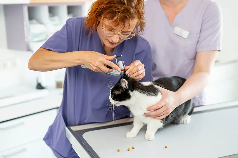 Services für Tierärzte