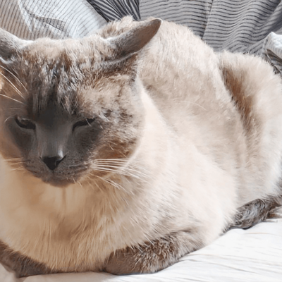 Katze mit zugekniffenen Augen
