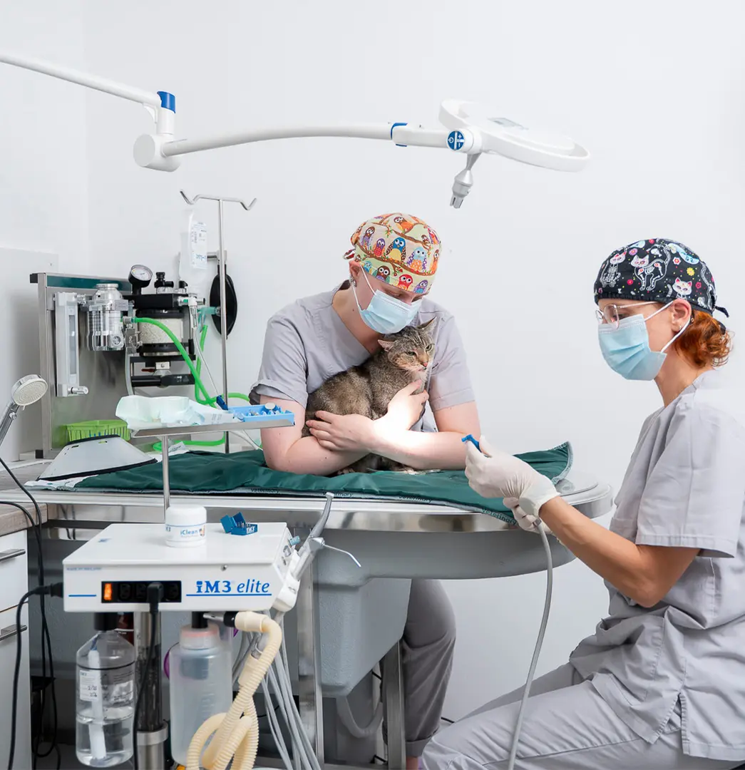 Tierärzte behandeln eine Katze