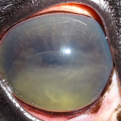 Trübes Auge eines Pferdes