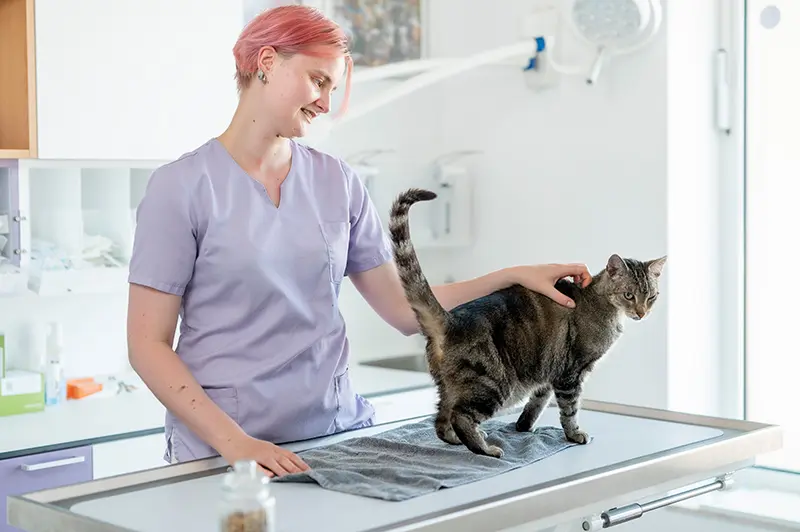 Tierarzthelferin streichelt eine Katze