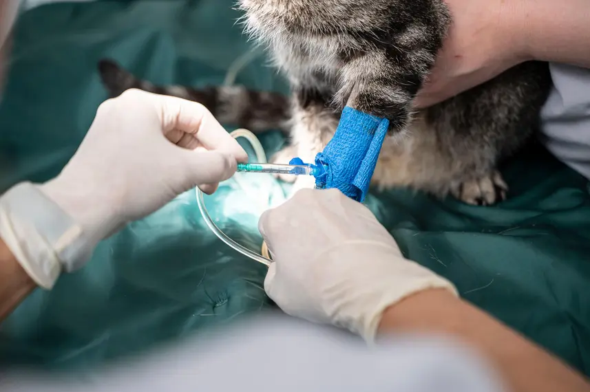 Tierarzt legt einem Tier eine Infusion