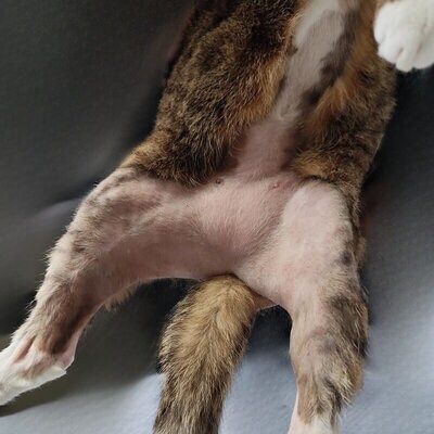 Ausschlag zwischen Hinterbeinen einer Katze