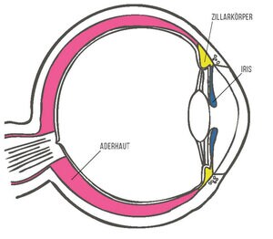 Schematische Darstellung eines Auges