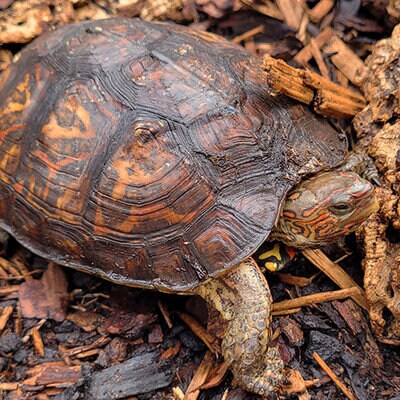 Prachterdschildkröte sitzt auf hölzernem Boden