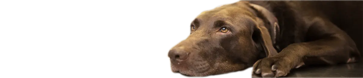 brauner Hund liegt auf Tisch