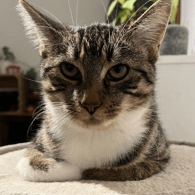 Nahaufnahme einer Katze mit den Pfoten unter sich
