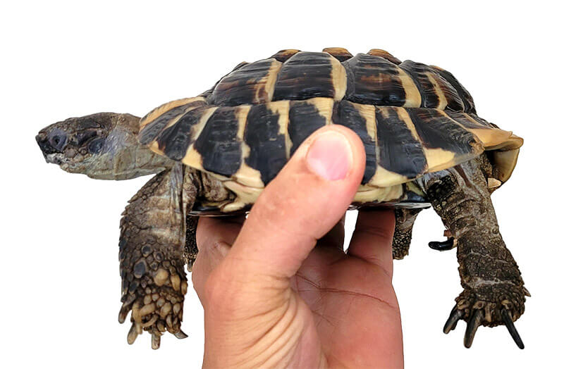 Schildkröte wird in der Hand gehalten