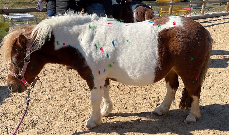 Punkte auf Pferd markieren wichtige fasziale Stellen