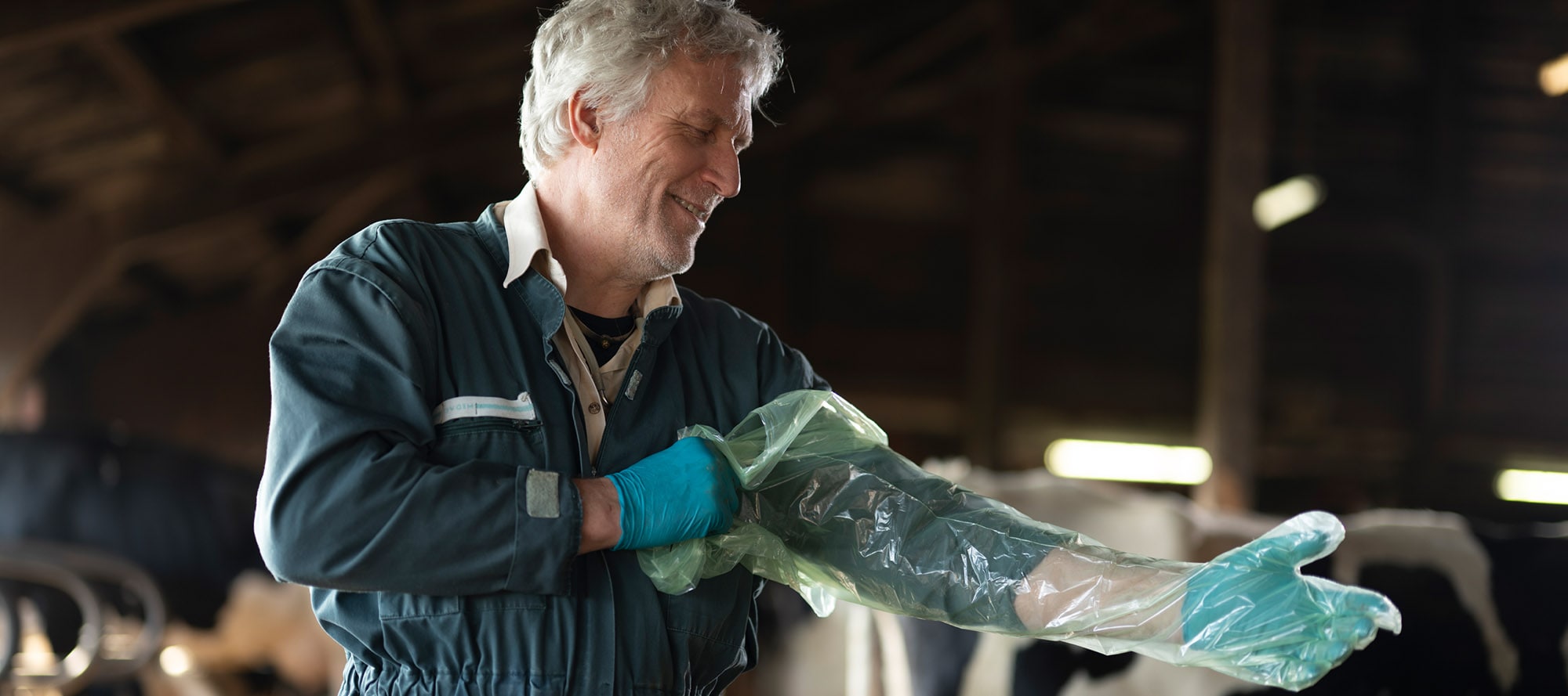 Tierarzt zieht sich einen langen Handschuh an