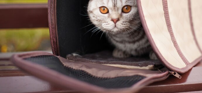 Merkblatt Katzentransport