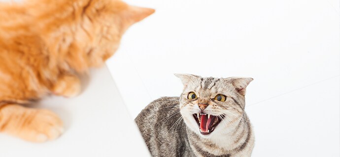 Analysebogen_Katzenstreit.pdf