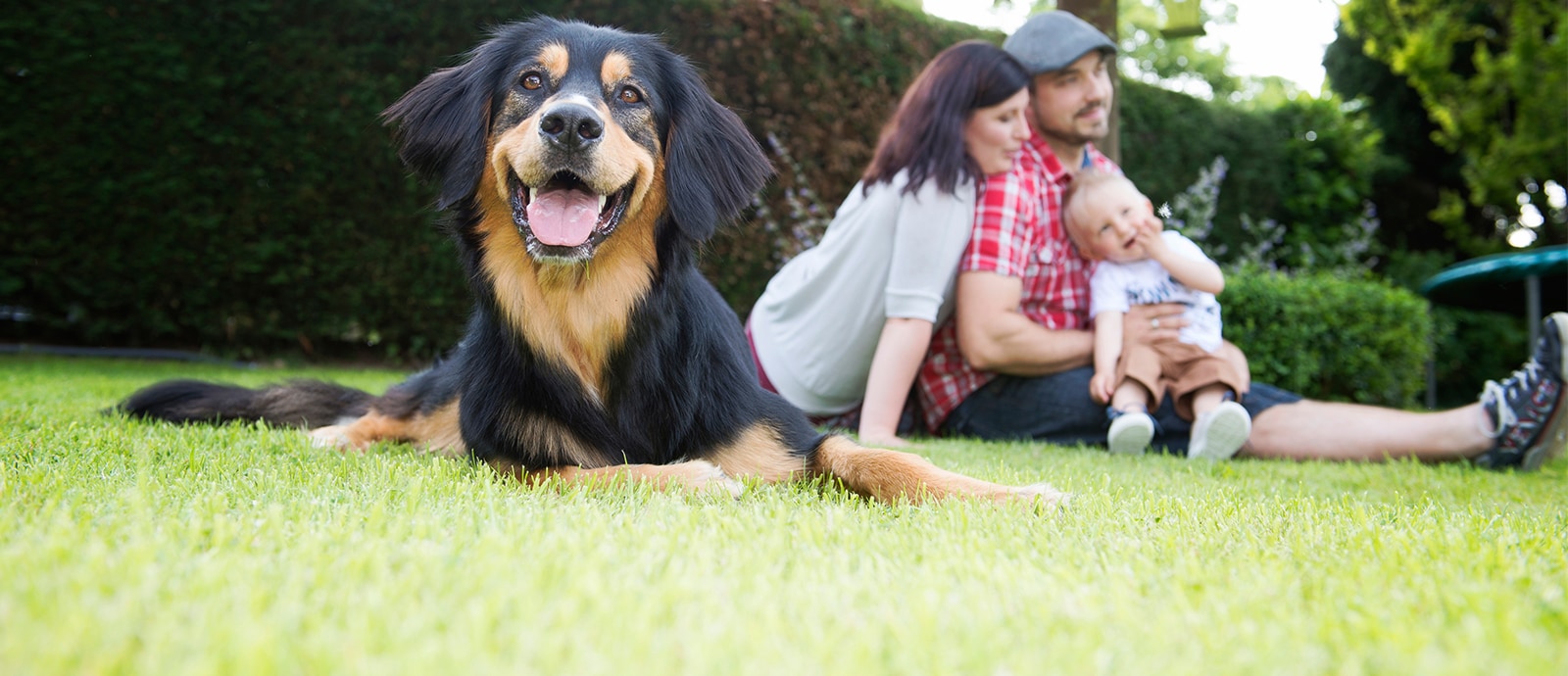 TASSO - Europas größtes Haustierregister bringt Mensch und Tier zusammen