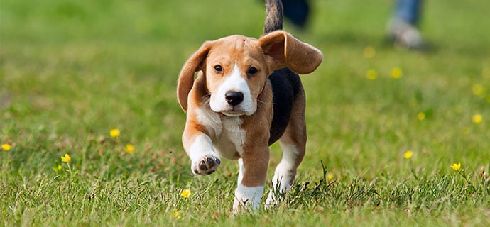 Merkblatt Rückruftraining leicht gemacht