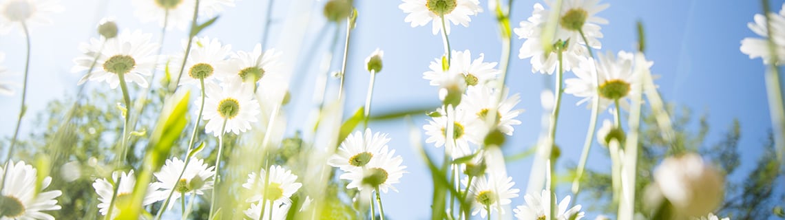 Header Nachhaltigkeit