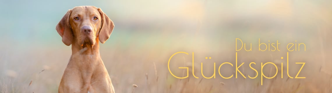 Mitex Landingpage Header