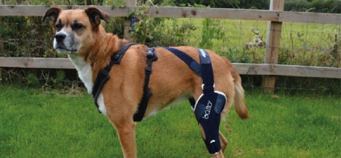 Fachartikel Einsatz Der Balto Knieorthese